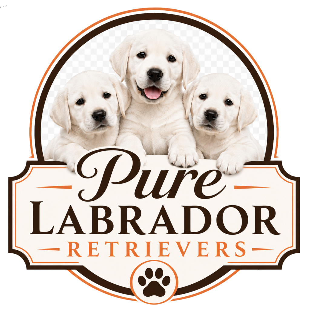 Pure Labrador Retrievers